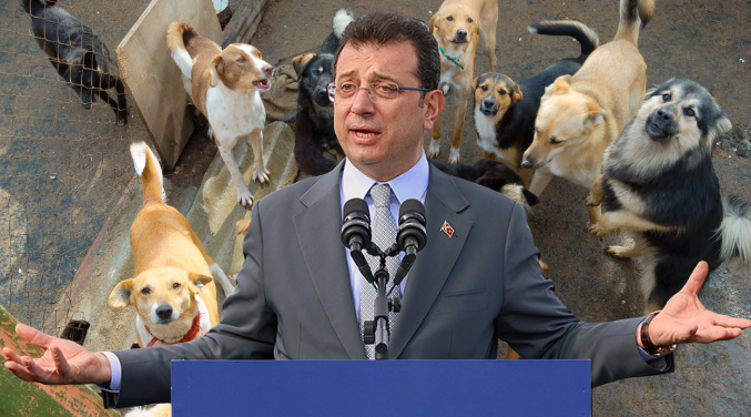 İmamoğlu’ndan sokak hayvanları yasa teklifiyle ilgili açıklama