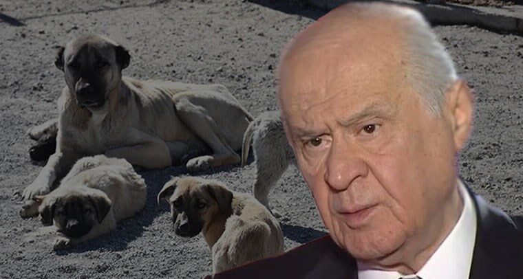 Devlet Bahçeli sokak hayvanlarına sahip çıktı