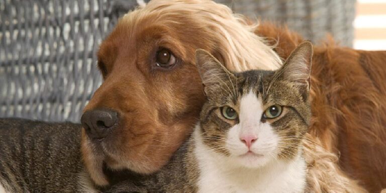 Ötanazi karşıtı Sezen Aksu ve Ceylan Ertem sokak hayvanları için söyledi