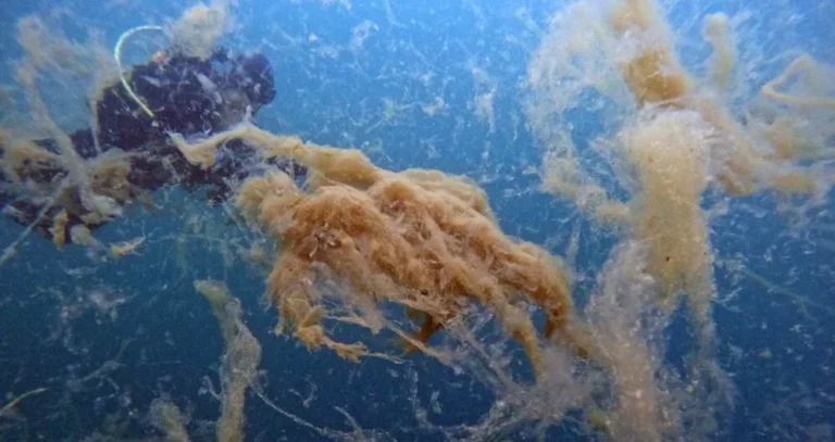 Marmara Denizi’nin müsilajı insan boyutuna ulaştı