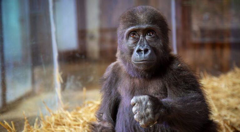 İstanbul Havalimanı’nda yakalanan goril yavrusunun son hali