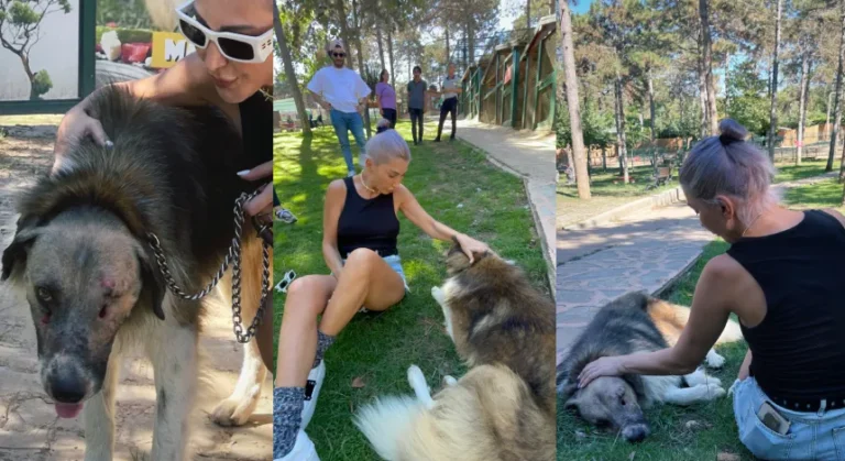 Hande Yener evde yemek yapıp sokak hayvanlarını besliyor