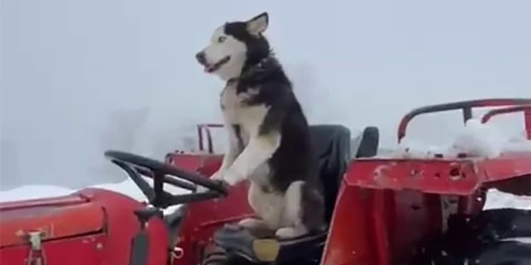 Sibirya kurdu traktör direksiyonunda