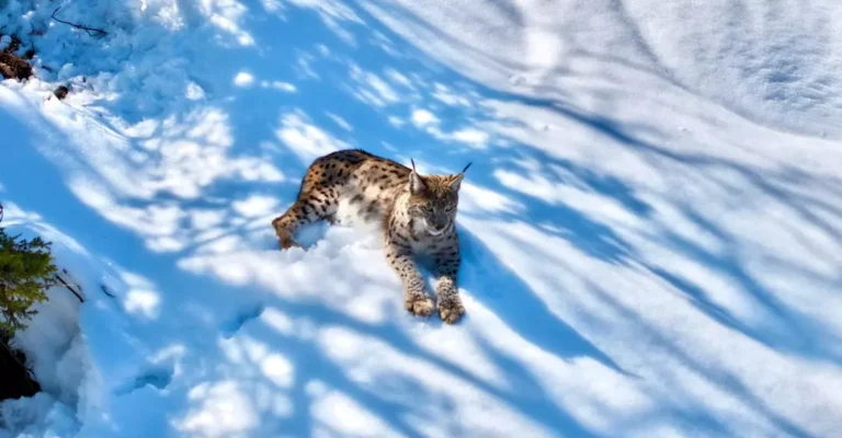 Nesli Tükenmekte Olan Vaşak Tunceli’de Drone ile Görüntülendi