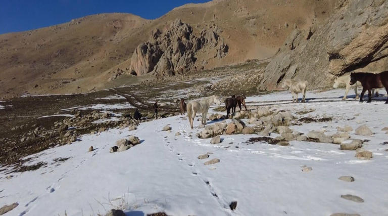 Munzur Dağları’ndaki yılkı atları, doğal yaşam alanlarında görüntülendi
