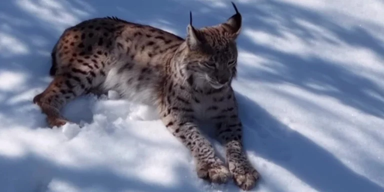 Koruma altındaki vaşak Tunceli’de poz verdi