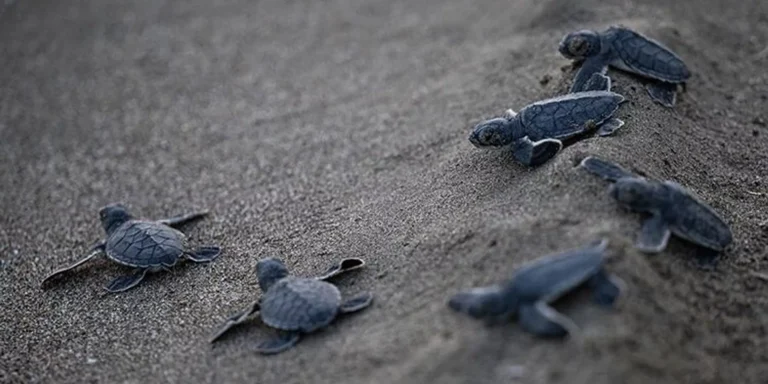 Göcek koylarında kaplumbağalar için müzik yasağı başladı