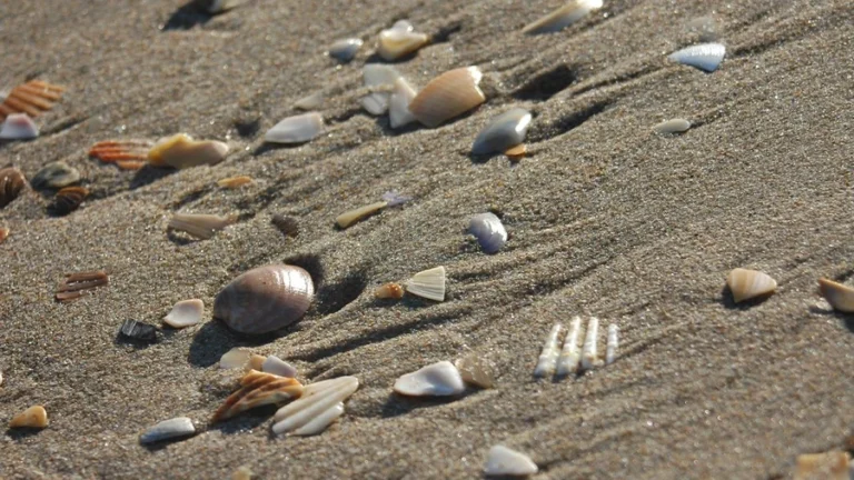 O plajdan deniz kabuğu toplayana 51 bin lira ceza