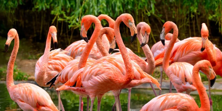 Bir mucize, bir felaket