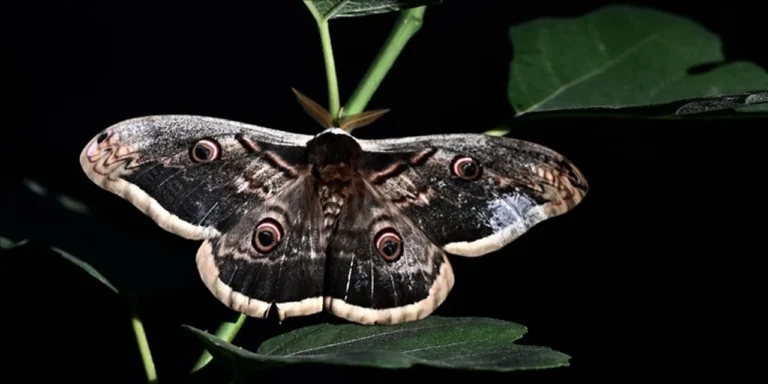 ‘Avrupa’nın en büyüğü’ fındık bahçesinde görüldü