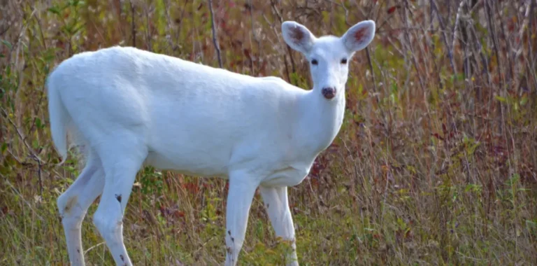 Görenin şans kapıları açılıyor