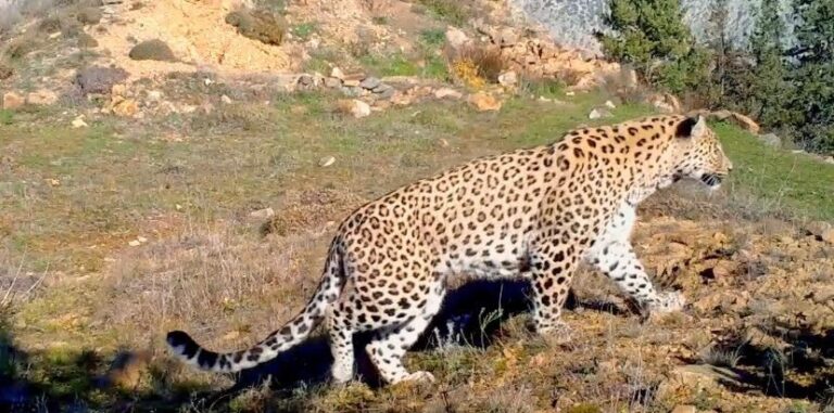 Anadolu parsına zarar verene 45 milyon ceza