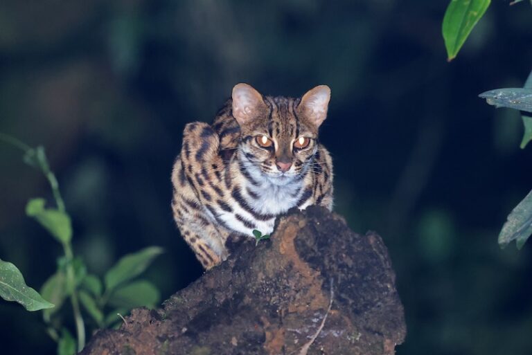 Antik Çin’deki kediler evcil türler değildi