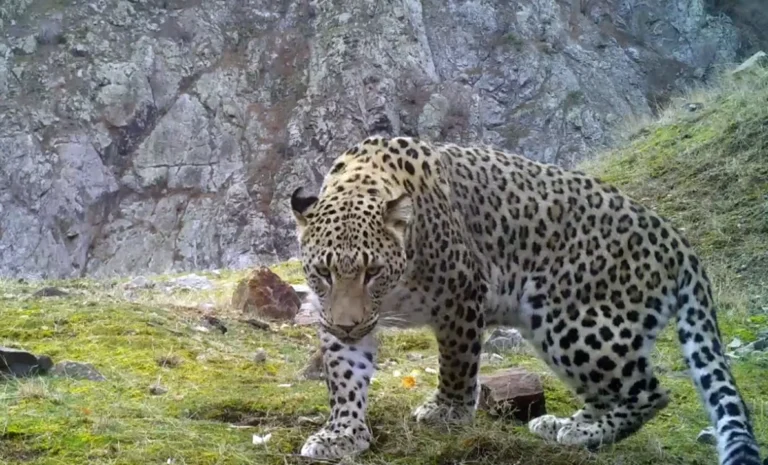 Koruma altındaki türler için cezalar arttı