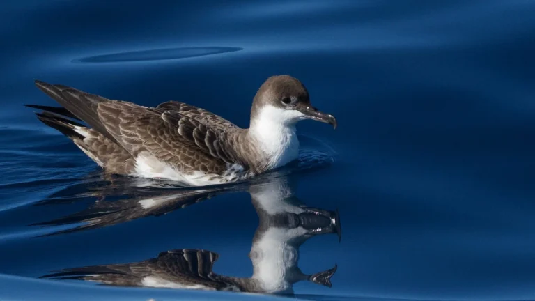 Türkiye’de daha önce hiç görülmeyen nadir bir kuş türü görüntülendi