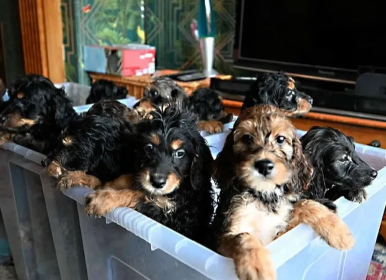 Tek batında 17 yavru