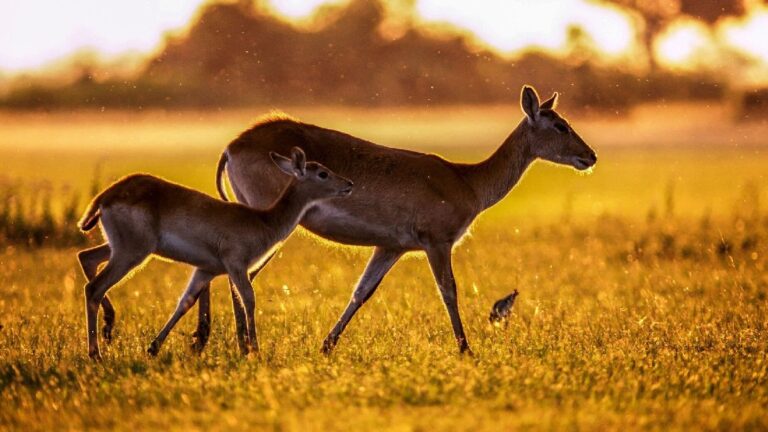 Av hayvanları ölmesin