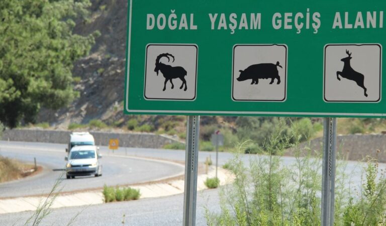 Yaban hayatı: Ölüm yolu