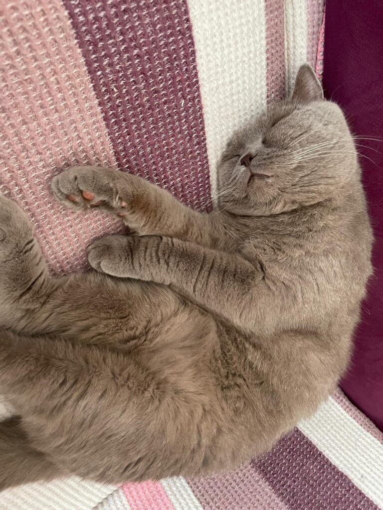 İNSANLIĞIN BİNLERCE YILLIK DOSTU: KEDİLER